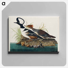 アートパネル-Hooded Merganser
 - ジョン ジェームス オーデュボン Canvas.