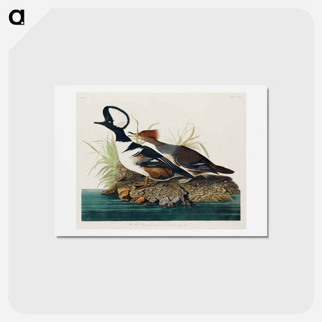 アートポストカード-Hooded Merganser
 - ジョン ジェームス オーデュボン Postcard.