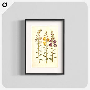 アートポスター-Verbascum
 - マリア ジビーラ メーリアン Poster.