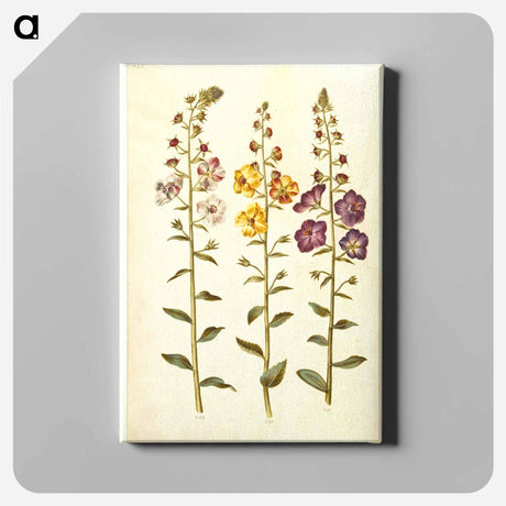 アートパネル-Verbascum
 - マリア ジビーラ メーリアン Canvas.