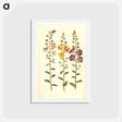 アートポストカード-Verbascum
 - マリア ジビーラ メーリアン Postcard.
