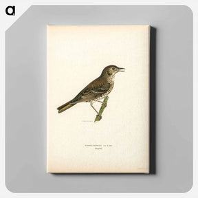 アートパネル-Redwing-Song Thrush
 - スヴェンスカ フォグラル Canvas.