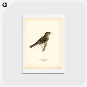 アートポストカード-Redwing-Song Thrush
 - スヴェンスカ フォグラル Postcard.