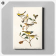 アートパネル-Black-throated green Warbler, Blackburnian and Mourning Warbler from Birds of America
 - アメリカの鳥たち Canvas.