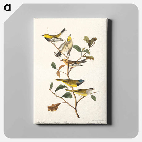 アートパネル-Black-throated green Warbler, Blackburnian and Mourning Warbler from Birds of America
 - アメリカの鳥たち Canvas.