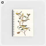 アートメモ帳-Black-throated green Warbler, Blackburnian and Mourning Warbler from Birds of America
 - アメリカの鳥たち Memo.