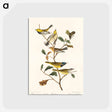 アートポストカード-Black-throated green Warbler, Blackburnian and Mourning Warbler from Birds of America
 - アメリカの鳥たち Postcard.