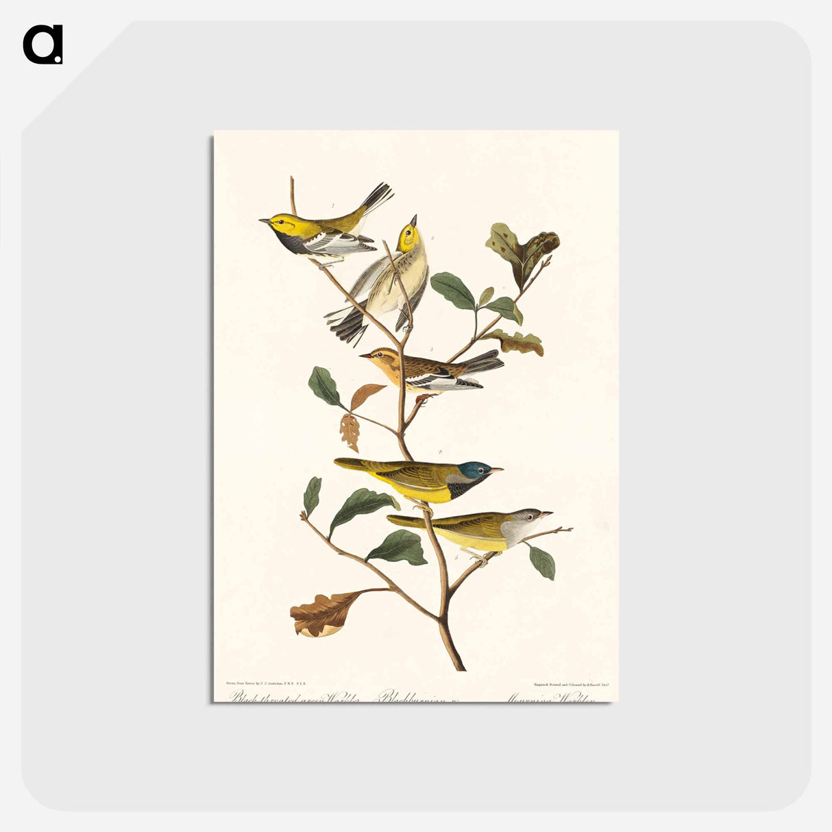 アートポストカード-Black-throated green Warbler, Blackburnian and Mourning Warbler from Birds of America
 - アメリカの鳥たち Postcard.