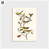 アートポストカード-Black-throated green Warbler, Blackburnian and Mourning Warbler from Birds of America
 - アメリカの鳥たち Postcard.