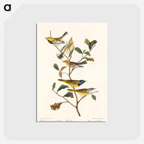 アートポストカード-Black-throated green Warbler, Blackburnian and Mourning Warbler from Birds of America
 - アメリカの鳥たち Postcard.