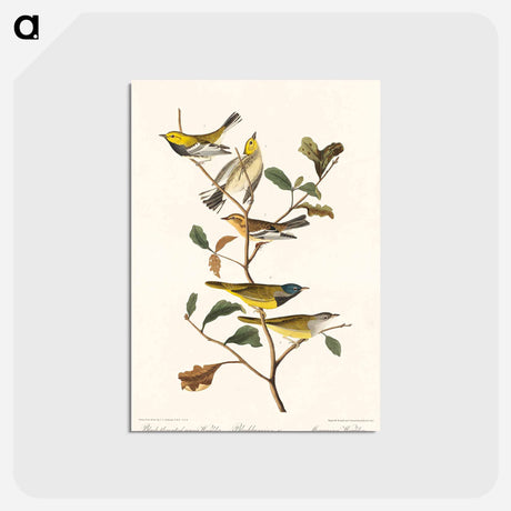 アートポストカード-Black-throated green Warbler, Blackburnian and Mourning Warbler from Birds of America
 - アメリカの鳥たち Postcard.