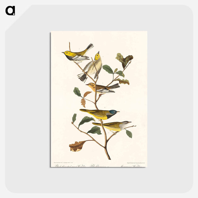 アートポストカード-Black-throated green Warbler, Blackburnian and Mourning Warbler from Birds of America
 - アメリカの鳥たち Postcard.