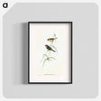 アートポスター-Red-tailed Finch
 - オーストラリアの鳥 Poster.