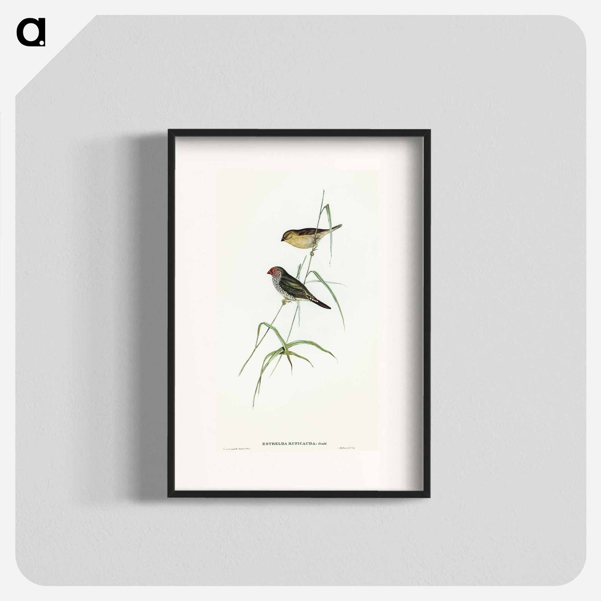 アートポスター-Red-tailed Finch
 - オーストラリアの鳥 Poster.