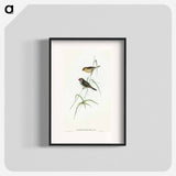 アートポスター-Red-tailed Finch
 - オーストラリアの鳥 Poster.