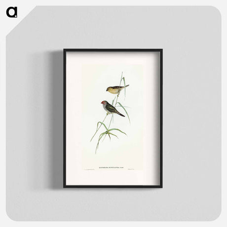 アートポスター-Red-tailed Finch
 - オーストラリアの鳥 Poster.