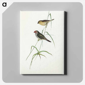 アートパネル-Red-tailed Finch
 - オーストラリアの鳥 Canvas.
