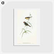 アートポストカード-Red-tailed Finch
 - オーストラリアの鳥 Postcard.