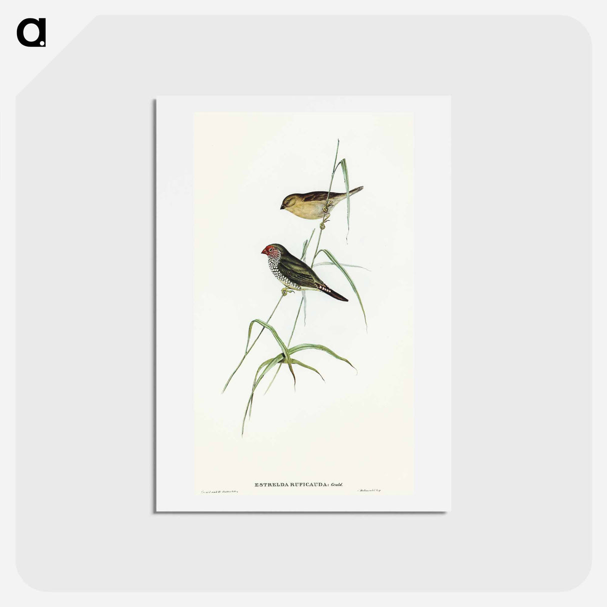 アートポストカード-Red-tailed Finch
 - オーストラリアの鳥 Postcard.