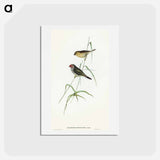 アートポストカード-Red-tailed Finch
 - オーストラリアの鳥 Postcard.