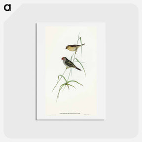 アートポストカード-Red-tailed Finch
 - オーストラリアの鳥 Postcard.
