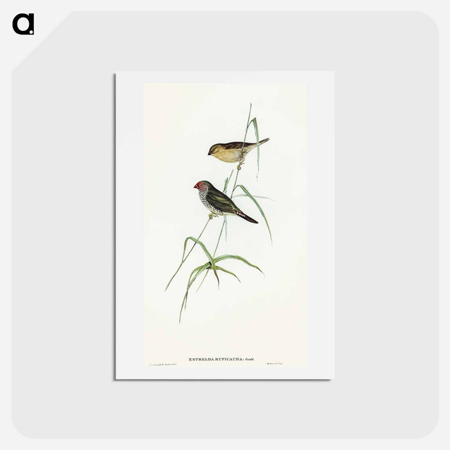 アートポストカード-Red-tailed Finch
 - オーストラリアの鳥 Postcard.