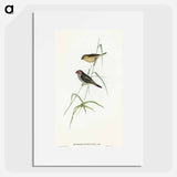 アートポスター-Red-tailed Finch
 - オーストラリアの鳥 Poster.