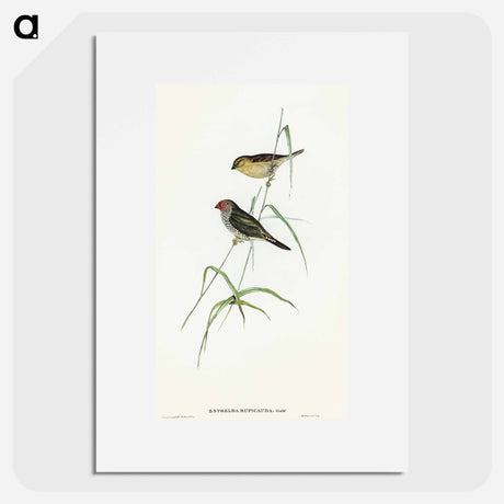 アートポスター-Red-tailed Finch
 - オーストラリアの鳥 Poster.