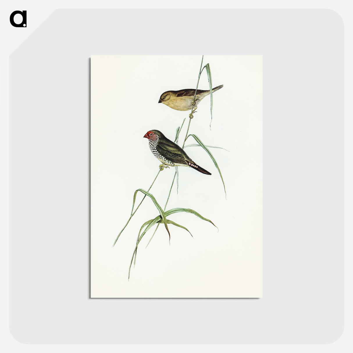 アートポストカード-Red-tailed Finch
 - オーストラリアの鳥 Postcard.
