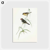 アートポストカード-Red-tailed Finch
 - オーストラリアの鳥 Postcard.