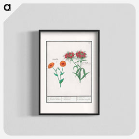 アートポスター-Marigold, calendula, and daisy, dianthus barbatus - アンセルムス ボエティウス デ ブート Poster.