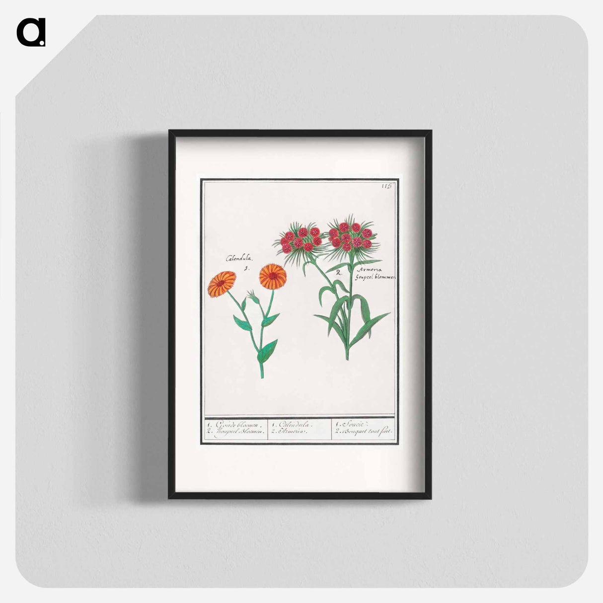 Marigold, calendula, and daisy, dianthus barbatus - アンセルムス ボエティウス デ ブート Poster.