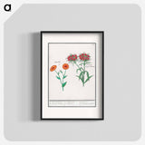 Marigold, calendula, and daisy, dianthus barbatus - アンセルムス ボエティウス デ ブート Poster.