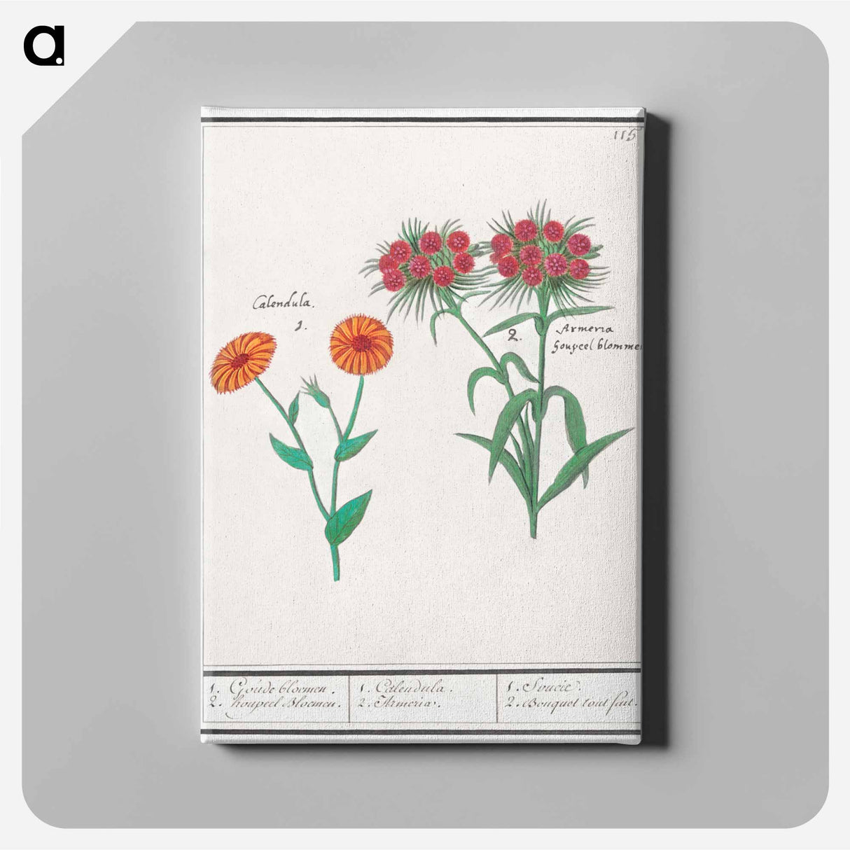 Marigold, calendula, and daisy, dianthus barbatus - アンセルムス ボエティウス デ ブート Canvas.
