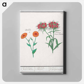 アートパネル-Marigold, calendula, and daisy, dianthus barbatus - アンセルムス ボエティウス デ ブート Canvas.