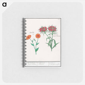 アートメモ帳-Marigold, calendula, and daisy, dianthus barbatus - アンセルムス ボエティウス デ ブート Memo.