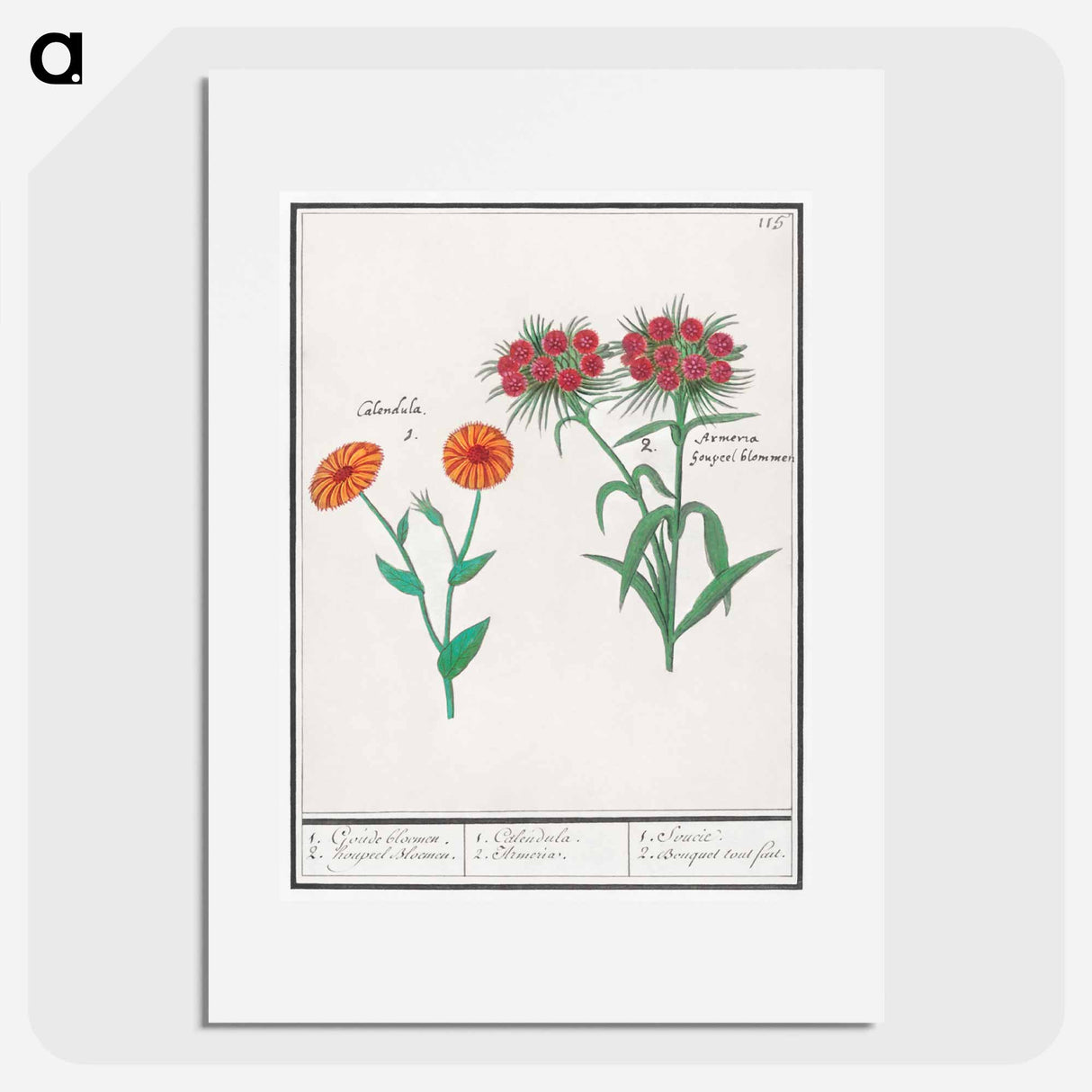 Marigold, calendula, and daisy, dianthus barbatus - アンセルムス ボエティウス デ ブート Poster.