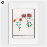Marigold, calendula, and daisy, dianthus barbatus - アンセルムス ボエティウス デ ブート Poster.