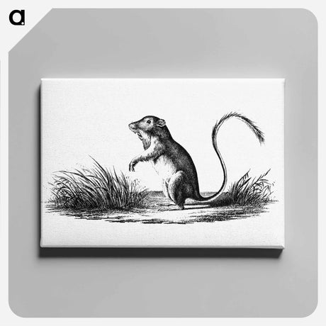 アートパネル-Perognathus
 - 大英図書館 Canvas.