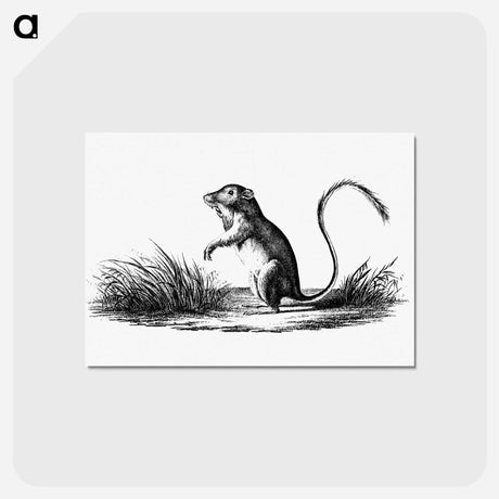 アートポストカード-Perognathus
 - 大英図書館 Postcard.