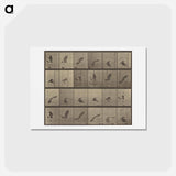 アートポストカード-Animal Locomotion
 - エドワード マイブリッジ Postcard.