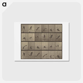アートポストカード-Animal Locomotion
 - エドワード マイブリッジ Postcard.