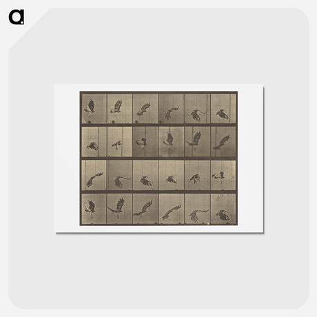 アートポストカード-Animal Locomotion
 - エドワード マイブリッジ Postcard.