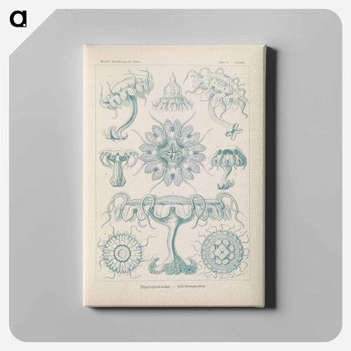 Marine life illustration - エルンスト ヘッケル Canvas.