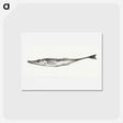 アートポストカード-Fish - ジャン ベルナール Postcard.
