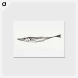 アートポストカード-Fish - ジャン ベルナール Postcard.