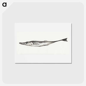 アートポストカード-Fish - ジャン ベルナール Postcard.