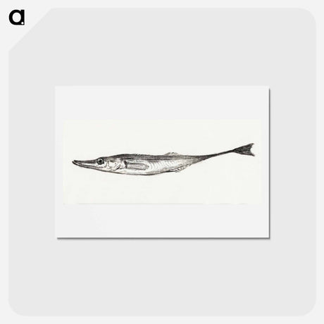 アートポストカード-Fish - ジャン ベルナール Postcard.