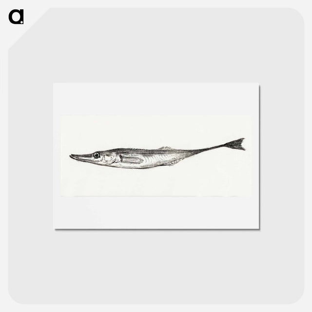 アートポストカード-Fish - ジャン ベルナール Postcard.