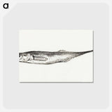 アートポストカード-Fish - ジャン ベルナール Postcard.